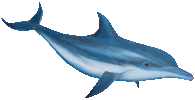 dolphin1t.gif