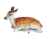 fawn1t.gif
