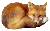 fox1t.gif