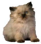 kitty2t.gif