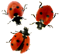 ladybugs1t.gif