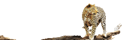 leopard1t.gif