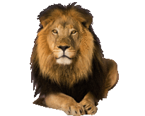 lion1t.gif