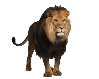 lion2t.gif