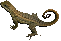lizard1t.gif