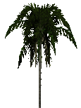 palm1t.gif
