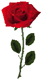 redrose1t.gif