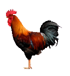 rooster1t.gif