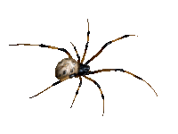 spider2t.gif