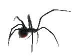 spider3t.gif