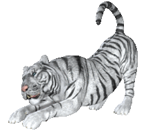 tiger2t.gif