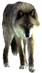 wolf1t.gif