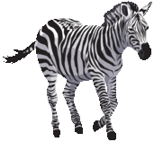 zebra1t.gif