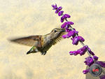 hummingbirdL.jpg