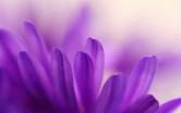 purple_petalsL.jpg