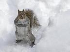 squirrelL.jpg