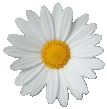 daisy1t.gif