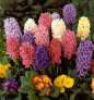 hyacinth1t.jpg