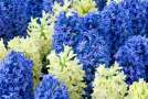 hyacinth2t.jpg