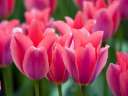 tulips1t.jpg