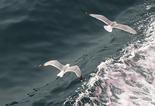 gulls1L.jpg