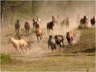 horses2L.jpg